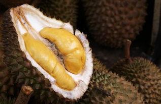 国产榴莲还能吃吗视频,揭秘能否放心享用