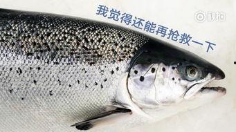 哪种鱼是国产的鱼啊视频