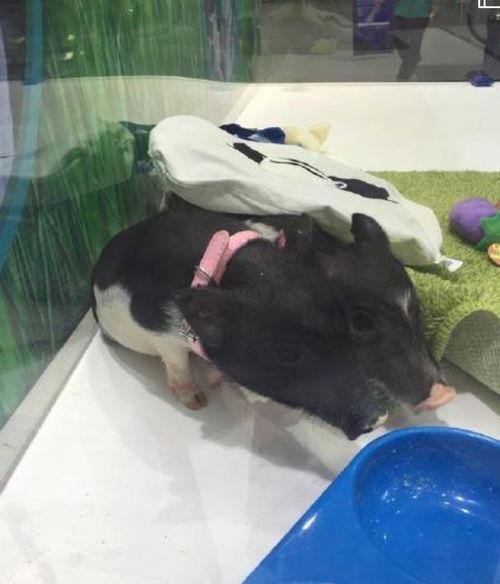 angla小香猪国产精品视频,小香猪的温馨生活瞬间