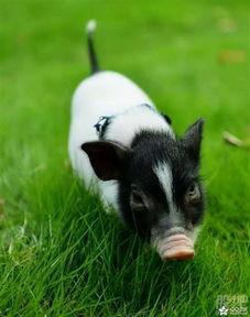 angla小香猪国产精品视频,小香猪的温馨生活瞬间