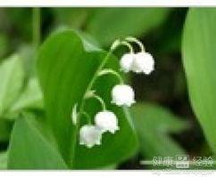 国产铃兰花种植技术视频,视频教程详解