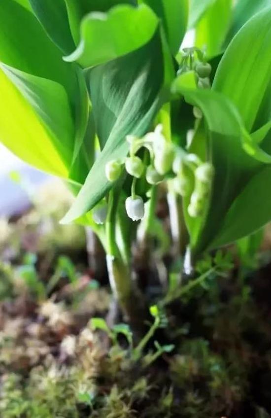 国产铃兰花种植技术视频,视频教程详解