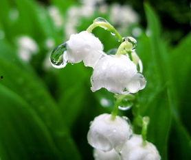 国产铃兰花种植技术视频,视频教程详解