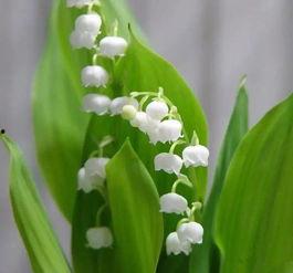 国产铃兰繁殖快吗视频讲解,快速繁殖技巧解析  第1张