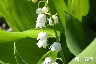 国产铃兰繁殖快吗视频讲解,快速繁殖技巧解析  第3张