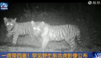 国产回虎影像视频 第3张 国产回虎影像视频 第3张