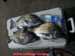 狂拉鱼货视频在线观看国产,国产生态养殖的精彩瞬间  第3张